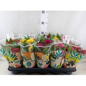 Celosia arg. CR 'Twisted'   ...mix