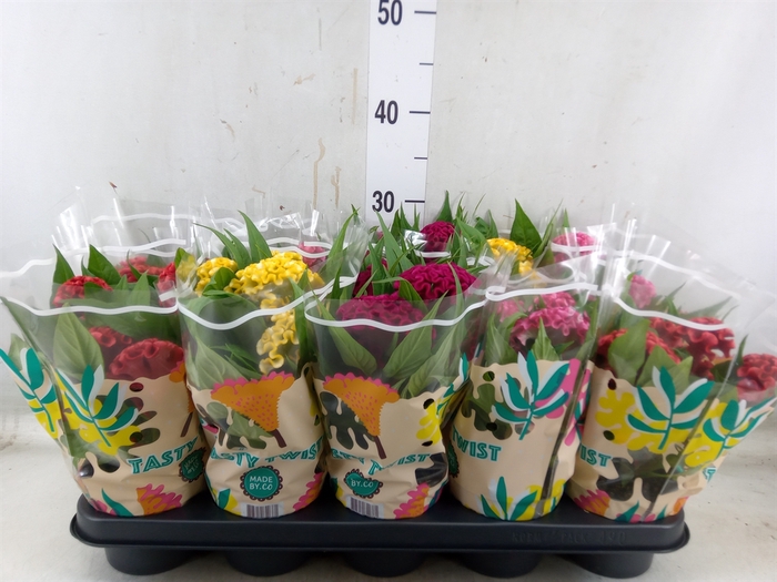 <h4>Celosia arg. CR 'Twisted'   ...mix</h4>
