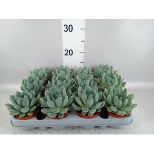 Pachyphytum  'Corvus'