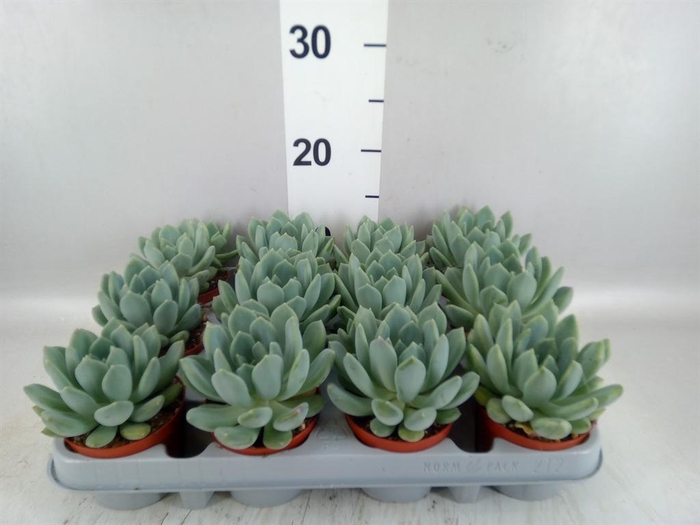 <h4>Pachyphytum  'Corvus'</h4>