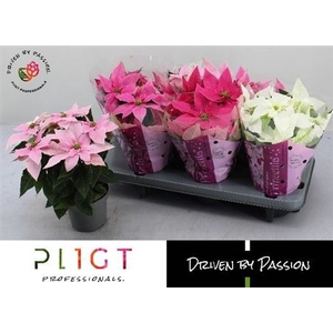 Euphor P Pri Gem