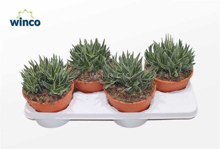 <h4>Gasteraloe Aveo</h4>