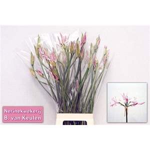 Nerine Bo Vesta K
