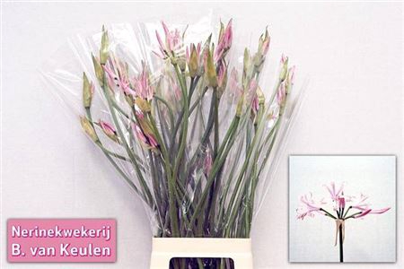 <h4>Nerine Bo Vesta K</h4>