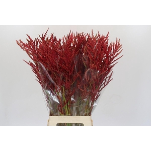 Bromelia Red Paloma