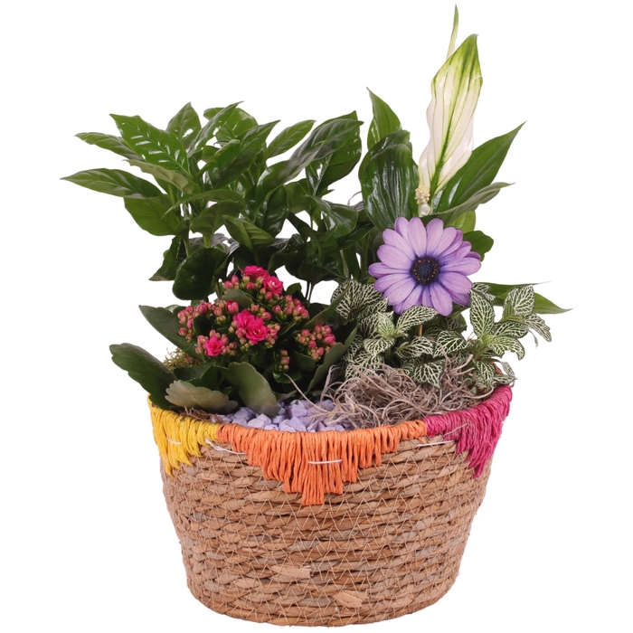 <h4>Opm Summer Arr. Indoor Willow Exotic Vibes</h4>