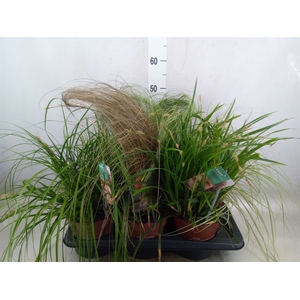 Siergras   ...              [Grass]