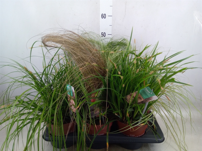 <h4>Siergras   ...              [Grass]</h4>