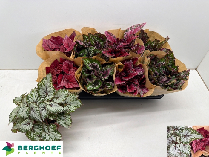 <h4>BEG BEL GEM</h4>