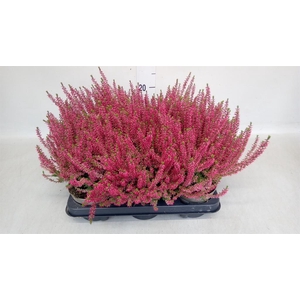 Calluna vulg. 'Garden G Angie'