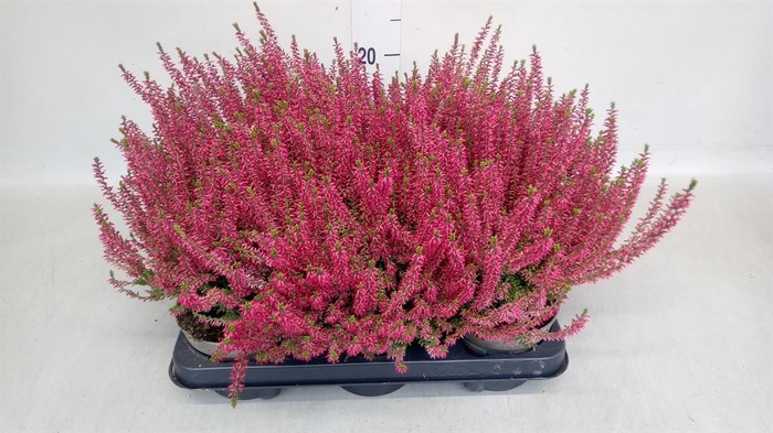 <h4>Calluna vulg. 'Garden G Angie'</h4>