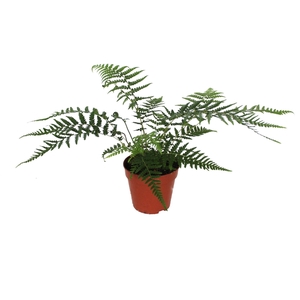 Dicksonia Antarctica (Tasmaanse Boomvaren)