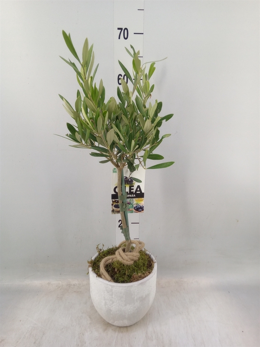 <h4>Arr.   Tuinplanten H%</h4>