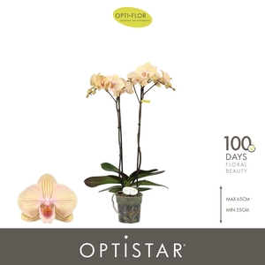 Optistar Parton 2 spike