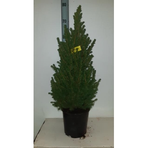 PICEA GL CONICA