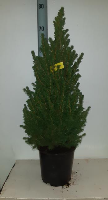 PICEA GL CONICA