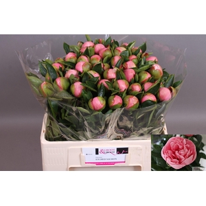 Paeonia Etched Salmon | Heavy Quality