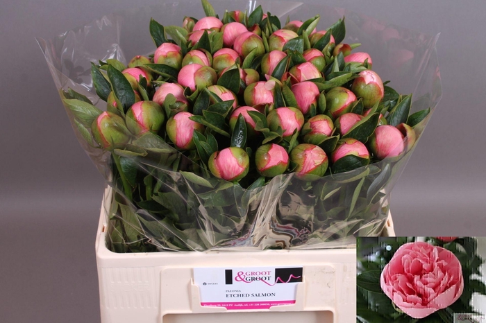 <h4>Paeonia Etched Salmon | Heavy Quality</h4>