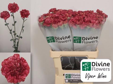 <h4>Dianthus ST 'Viper Wine'</h4>