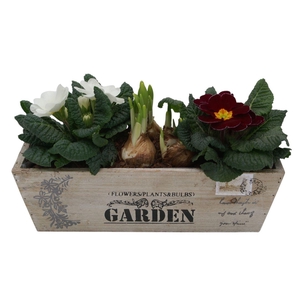 Primula kistje tet 344