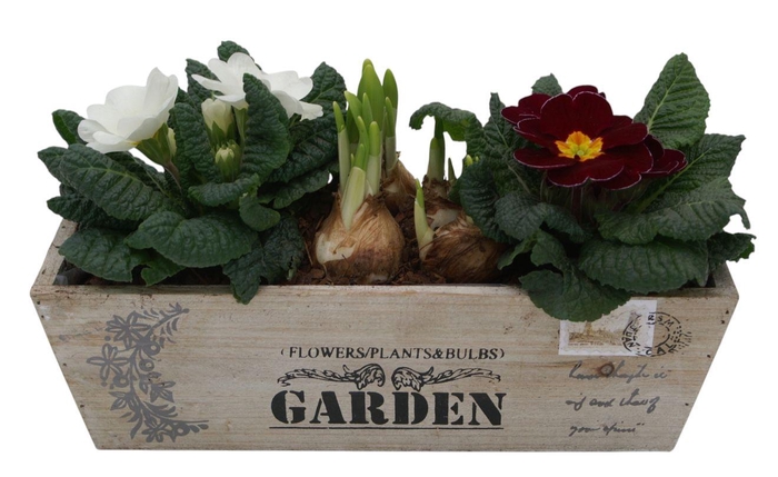 <h4>Primula kistje tet 344</h4>