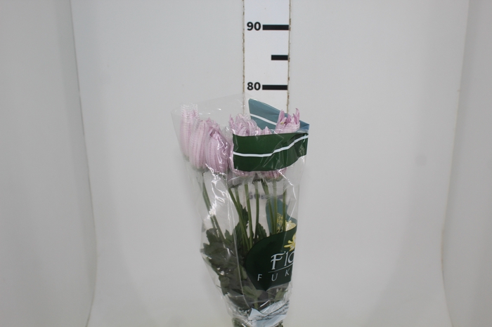 <h4>ANASTASIA CIPRIA 080 CM LILAS</h4>