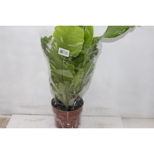 ASPLENIUM NIDUS P17