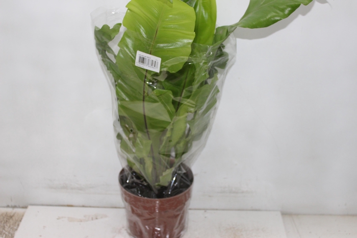 <h4>ASPLENIUM NIDUS P17</h4>