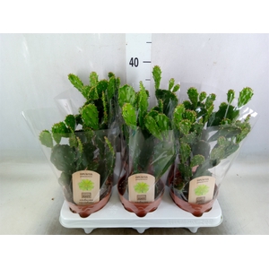 Opuntia