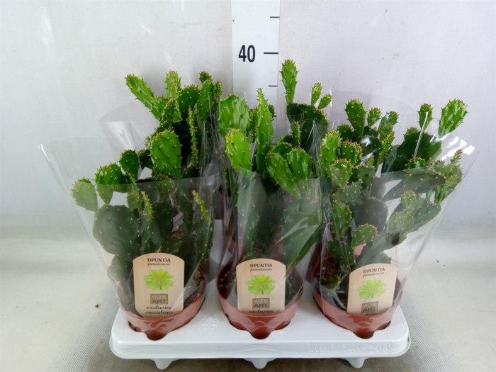 <h4>Opuntia</h4>