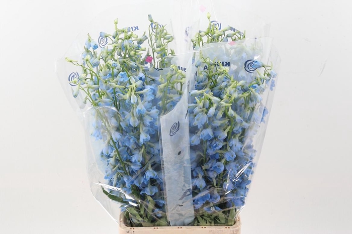 <h4>Delph En Sky Waltz</h4>