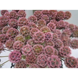 Scabiosa Rose