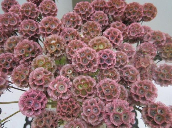 <h4>Scabiosa Rose</h4>