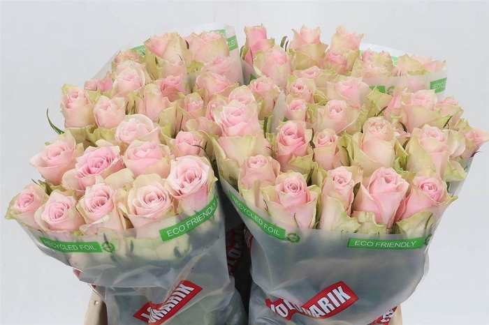 <h4>Rosa Pink Athena</h4>