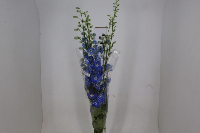 DELPHINIUM 090 CM AZUL