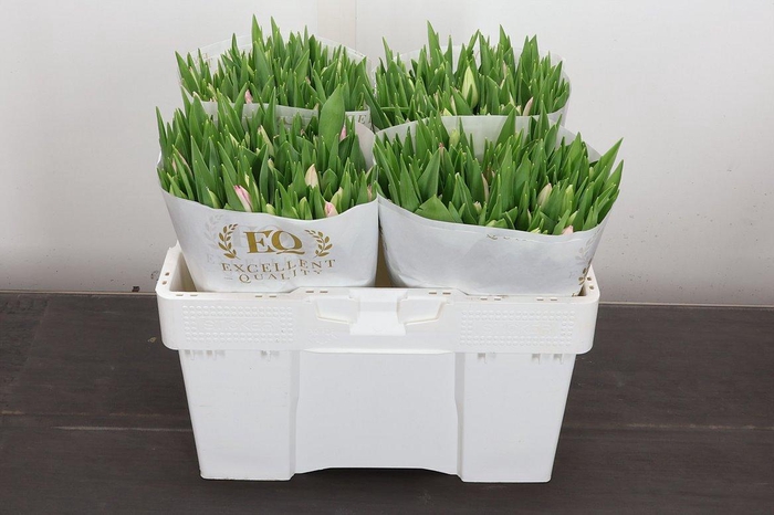 <h4>Tu En First Class</h4>