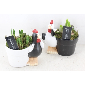 arr4 Narcis RN - Ker. Funny chickens