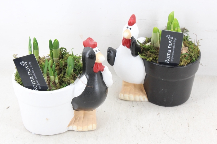 <h4>arr4 Narcis RN - Ker. Funny chickens</h4>