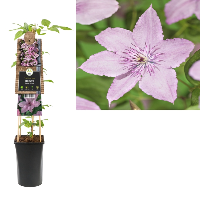 Clematis 'Hagley Hybrid' 3.0 label