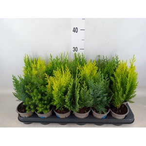 Conifers   ...mix