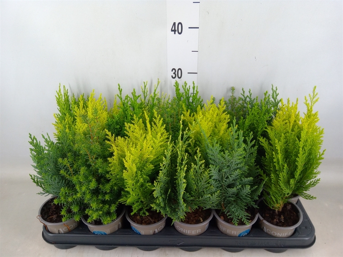 <h4>Conifers   ...mix</h4>