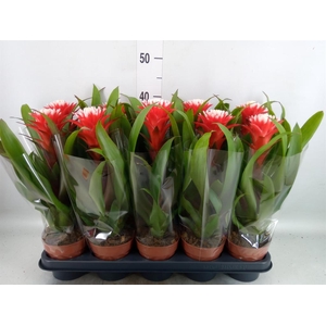 Guzmania  'Hope'