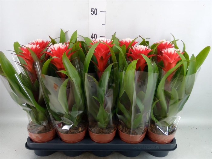 Guzmania  'Hope'