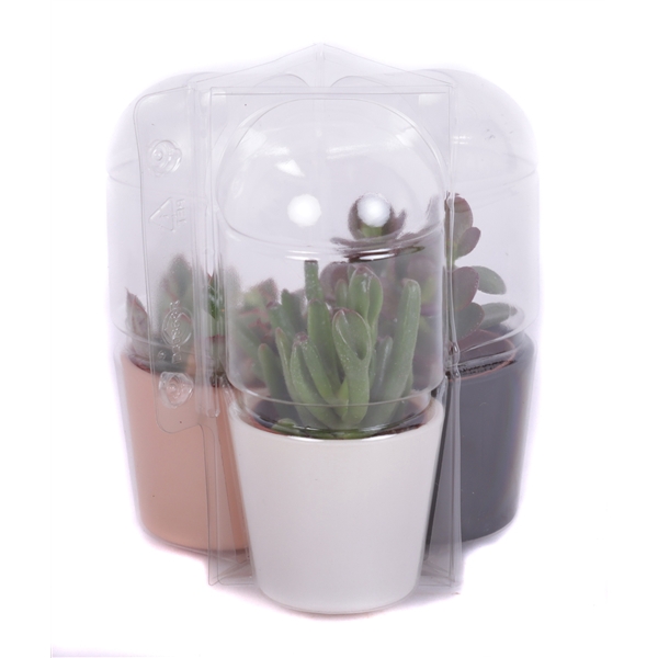 <h4>3x Succulent 5,5 cm in gekleurd glas pot in driehoek blister</h4>