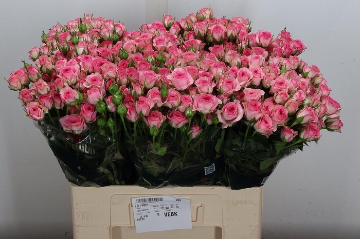 <h4>R Tr Tralala</h4>