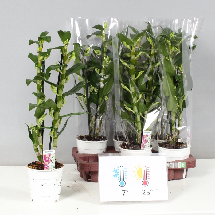 <h4>DENDR N SC APOLLON</h4>