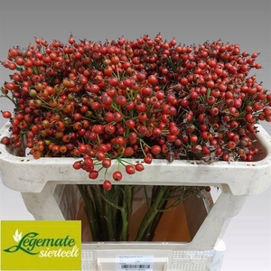Rosa Magic Sunset Legemate