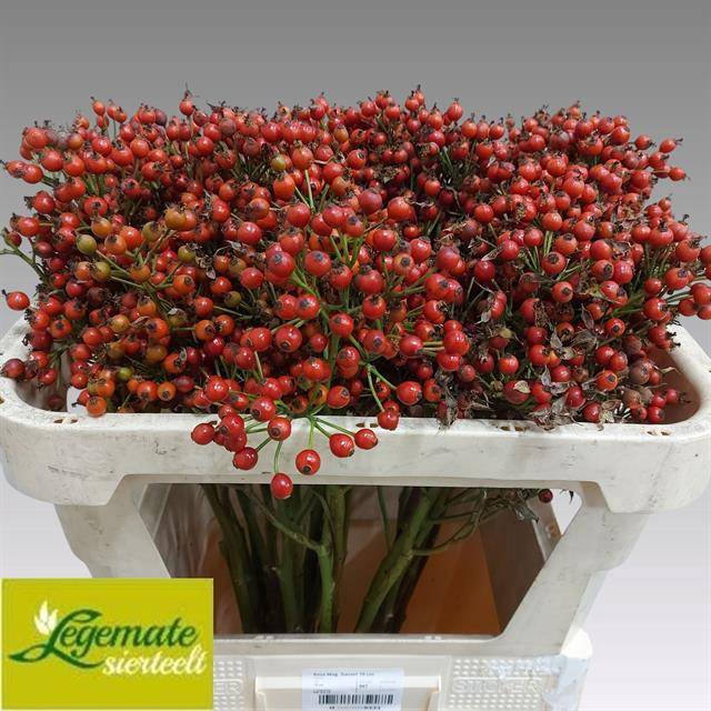 <h4>Rosa Magic Sunset Legemate</h4>
