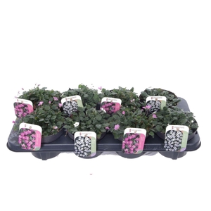 Erodium reichardii mixtray