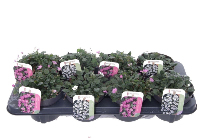 <h4>Erodium reichardii mixtray</h4>